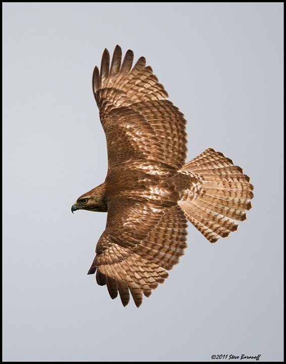 _1SB9208 red-tailed hawk.jpg